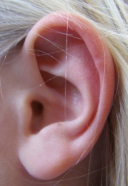 人間の耳